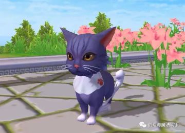 创造与魔法喵语翻译器助你读懂猫语！创造与魔法贝雅新猫攻略！