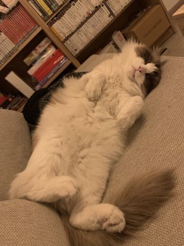 每周一个猫咪小知识：猫也会说梦话