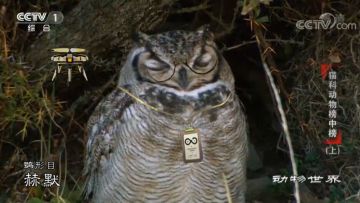 【明日方舟x动物世界】方舟动物图鉴（一）