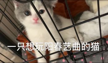 请接收你的圣诞礼物：一只想玩阳春艺曲的小奶猫