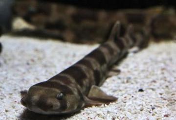 每日动物图分享（三十八）真鲨目