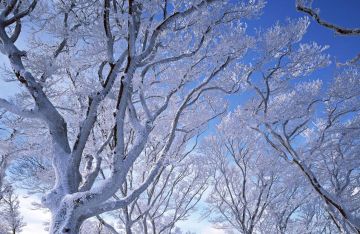 【冬日征集】你最想和哪位伙伴一起去旅游呢