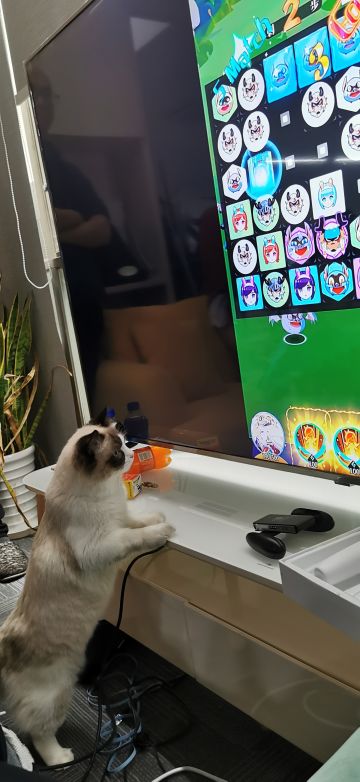 刚在开会，某只也感兴趣。