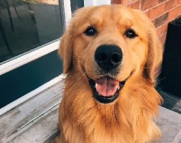 金毛siri事件过后，一些养宠人转向了虚拟宠物