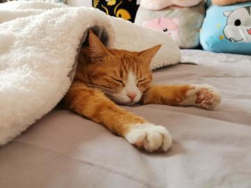 【开发者日志】震惊！牛魔王背后竟是！！