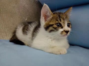 忠告～😶法队华丽（尴尬）转生哦😶