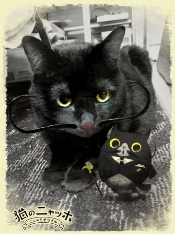 气场超强的黑猫达利自带bgm出场！