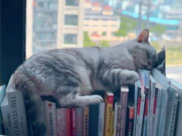 一场和猫相伴的治愈之旅