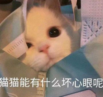 小猫咪能有什么坏心思呢？