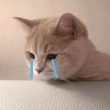 《灵猫传紧急维护公告》