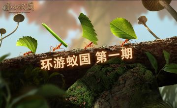 【环游蚁国】凡事离不开吃喝，蚂蚁也是 上篇