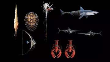 终极钓客·钓鱼大赛即将开启，更有钓鱼王武器礼装曝光！