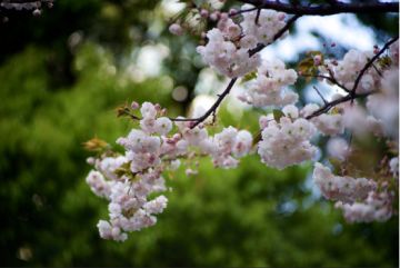 【有奖活动】邀你参与少年三国志零线上浪漫樱花祭！