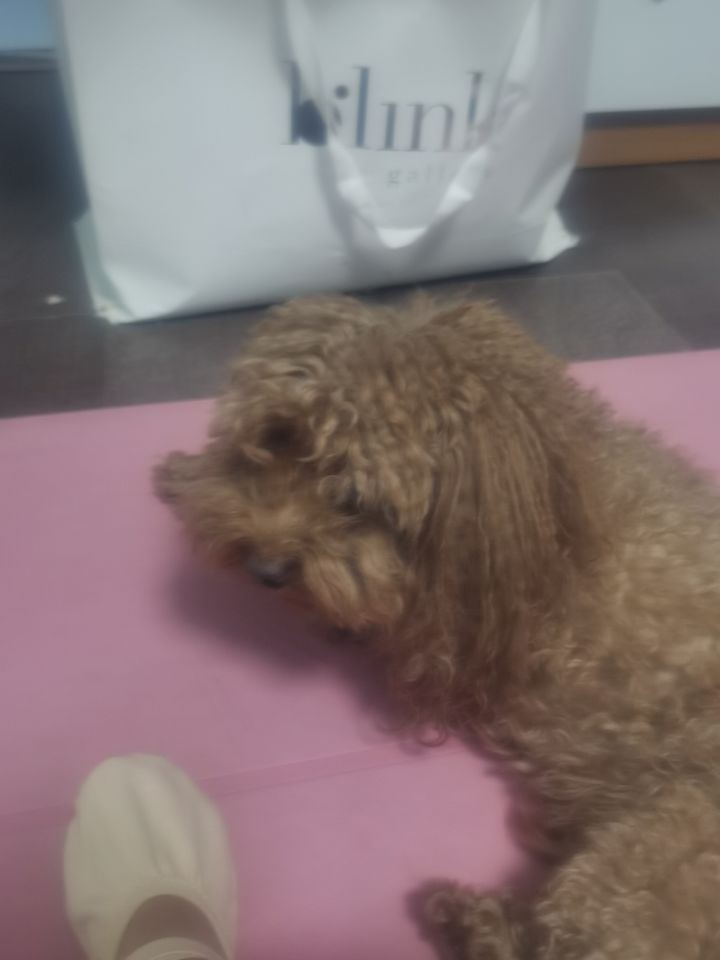 我家的狗狗熊熊!截图