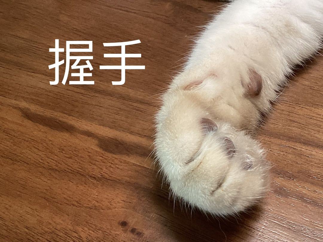 动态图片 4