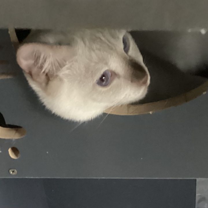 真猫vs假猫截图