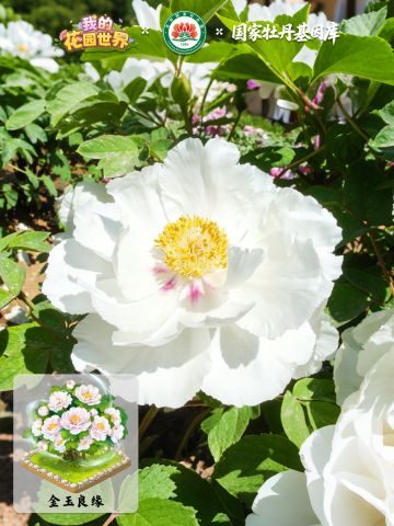 🎁牡丹科普｜联动限定「金玉良缘」