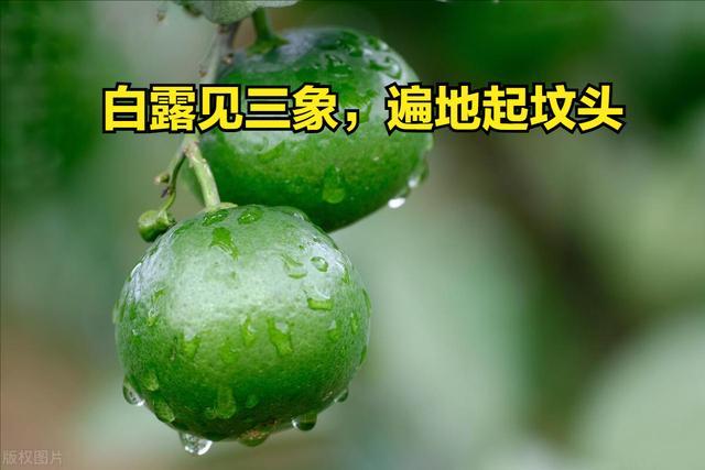 “白露见三象,遍地起坟头”,9月7日白露,指哪3象?看农谚咋说截图