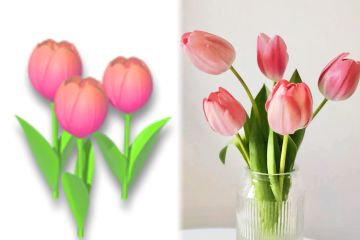 【科普】农场里那些现实中也一样美丽适合送礼的花花们！