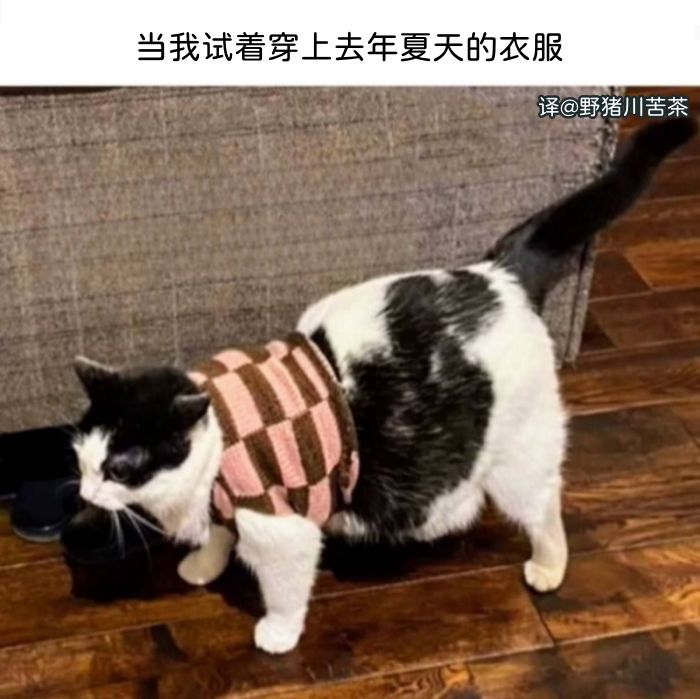 meme梗图:当我试着穿上去年夏天的衣服截图