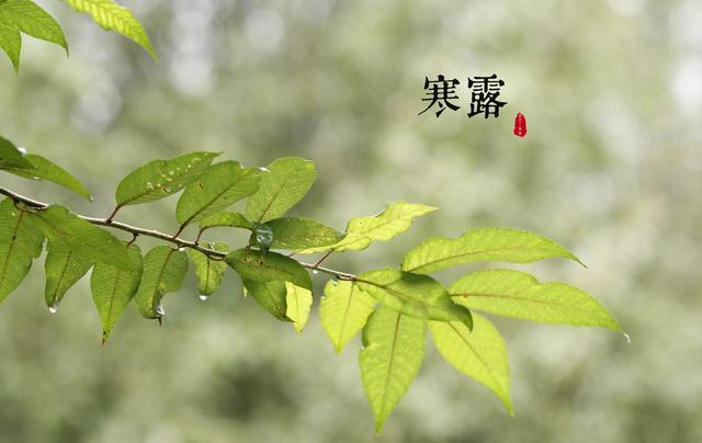 寒露有“三怕”,分别指的是什么?今日寒露,有何说法?了解下截图