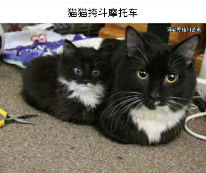 meme梗图:猫猫挎斗摩托车(猫托车)截图