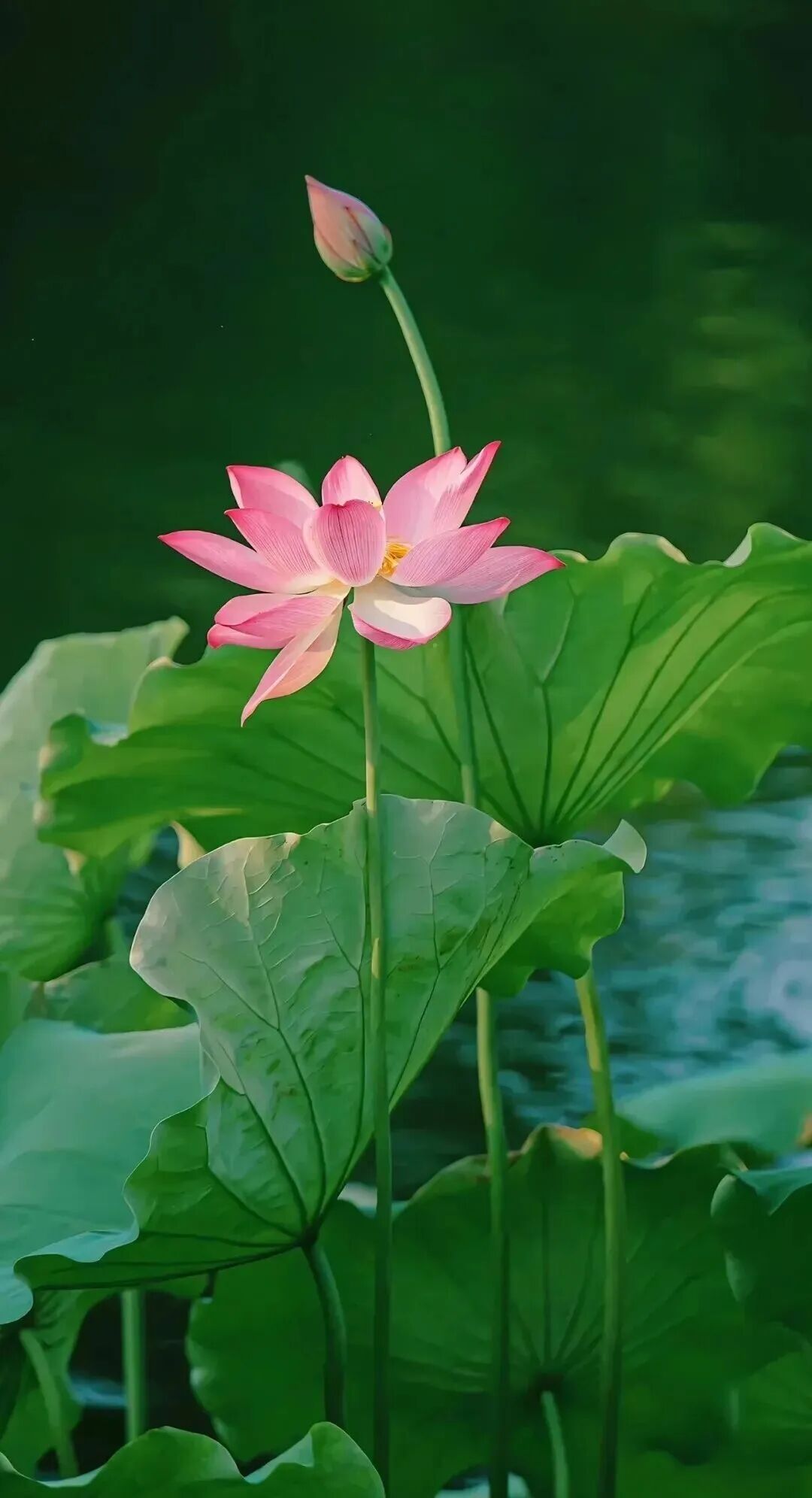 今日份壁纸——荷花🪷系列 9