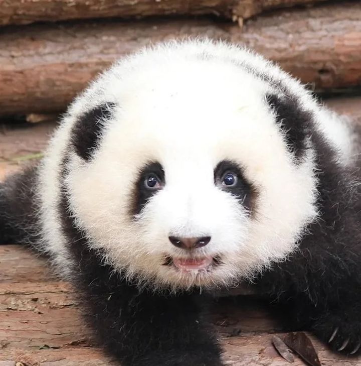 这是个晒卡帖，欢迎吸欧气，不喜忽进，忽喷截图