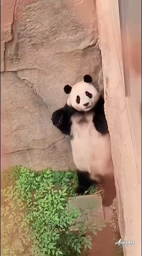想要程煌的扇子啊啊啊啊啊截图