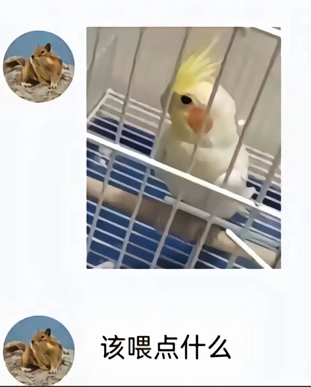 给Ta吃谷子 怎么不吃啊? 1