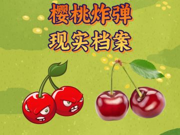 【玩家投稿】樱桃炸弹的现实身份——科普向