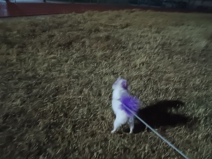让同学滚去跑了，遛会他的狗🐶🌚✌截图