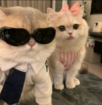 ‘怪盗钴’召唤师皮肤登场！