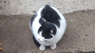 分析一下为什么本应是快乐的肉鸽显得非常坐牢