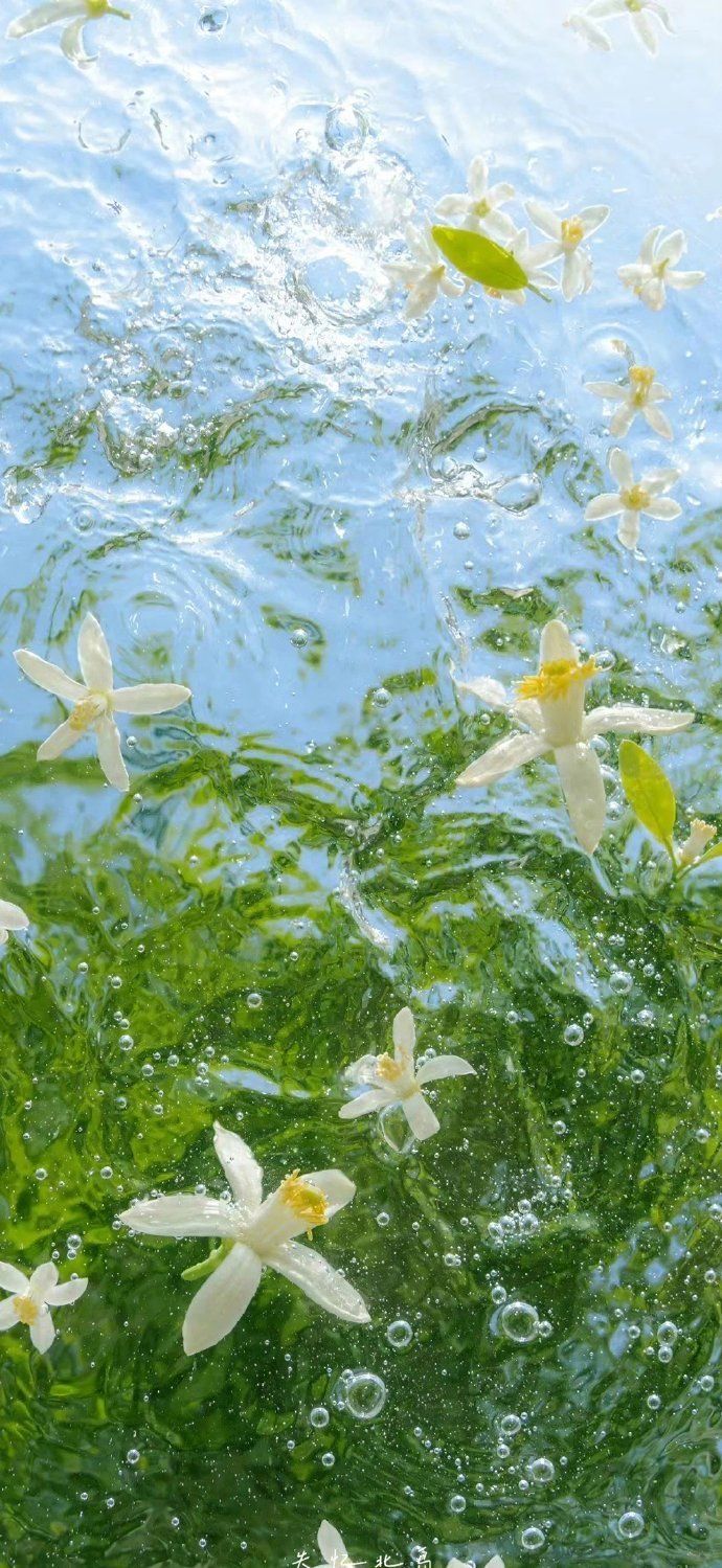 今日份壁纸——水中花，镜中月（2） 2