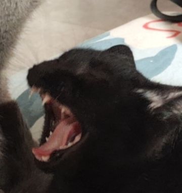 世界没有猫猫就不会转～