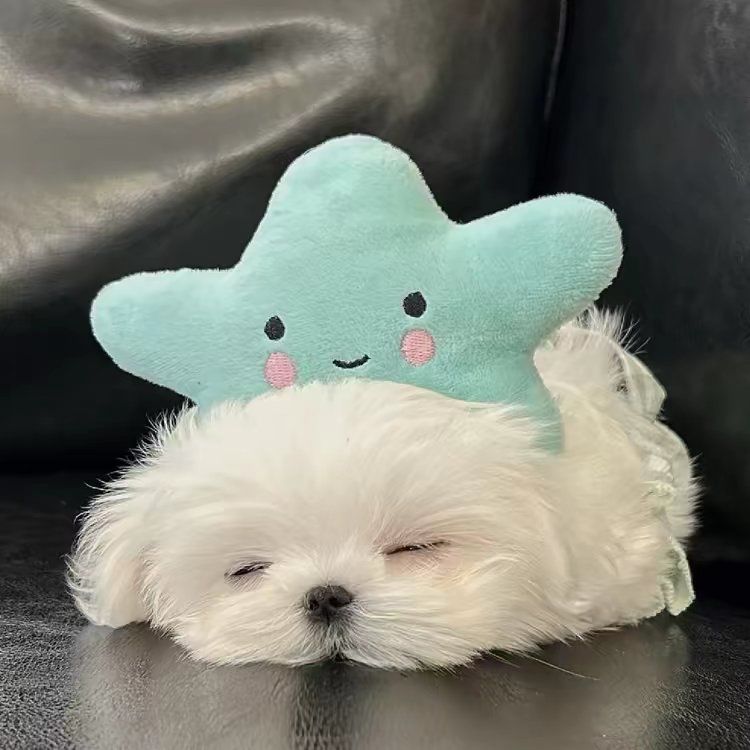 动态图片 1