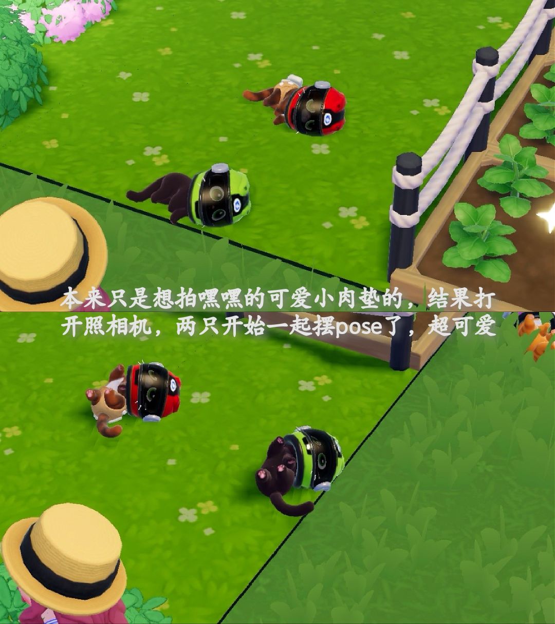 和喵喵们的日常 4