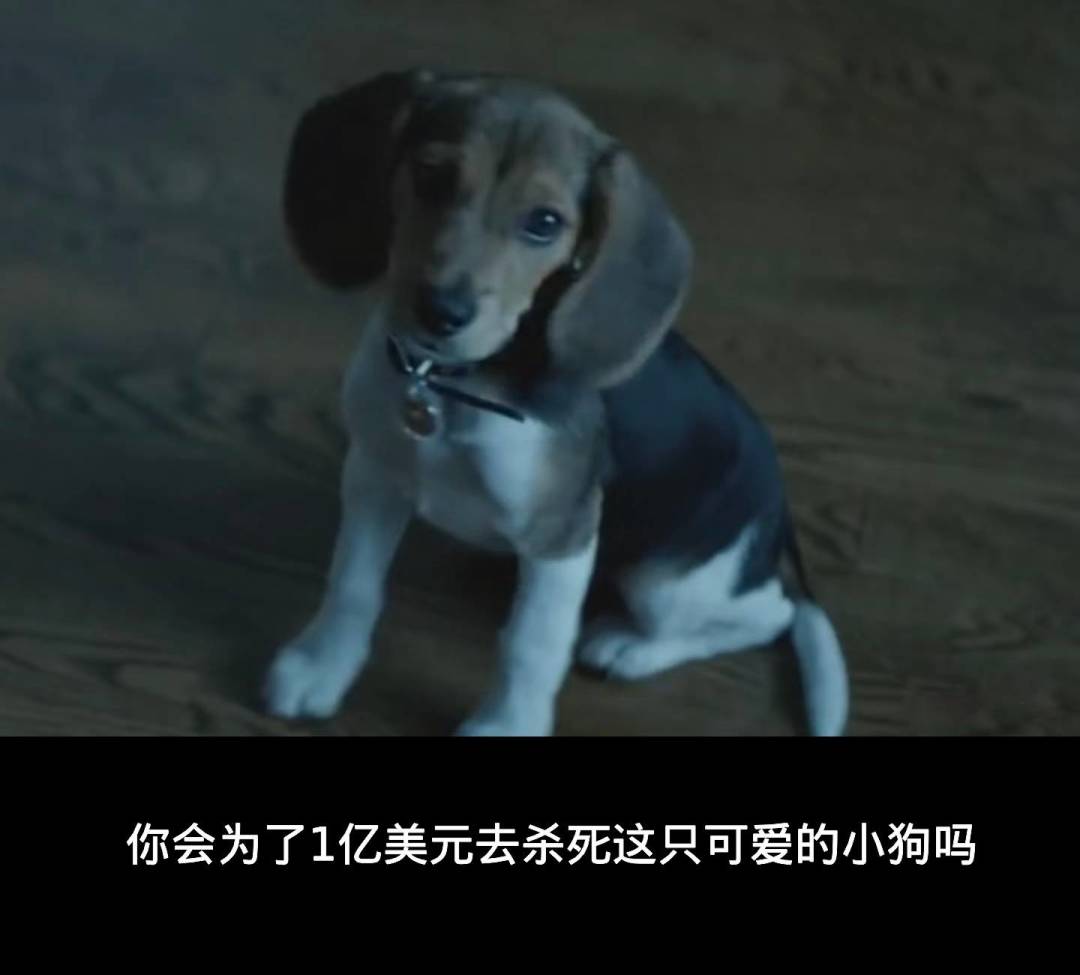 你会为了1亿美元去杀死这只可爱的小狗吗? 2