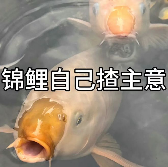 开服玩到现在,顺便,官官看我!奖品meme! 3