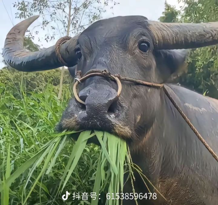 我号怎么没了?截图