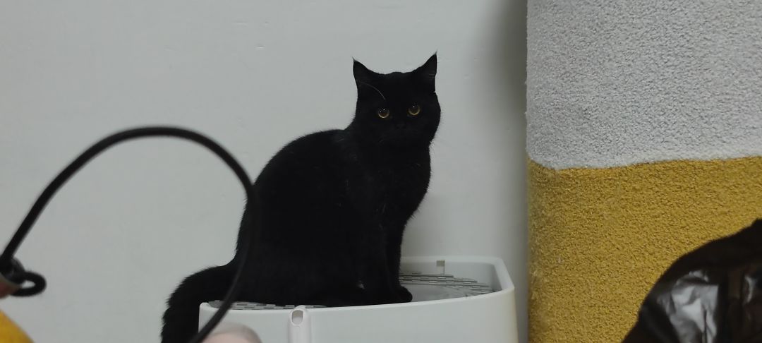 英短黑猫 2