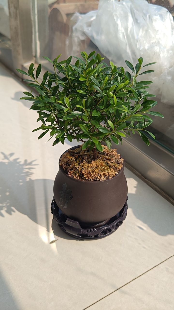 体会到了没有强力c的难受截图