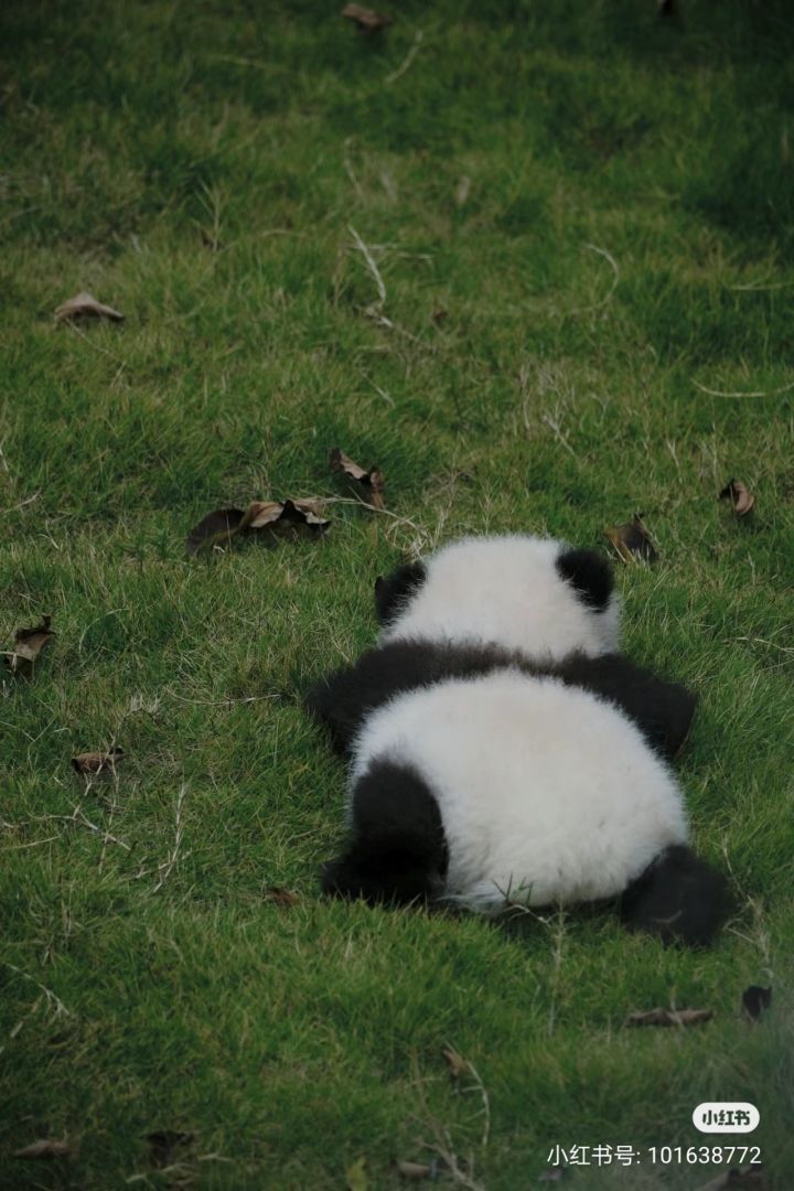 求助！友友们找个以前玩过的游戏截图
