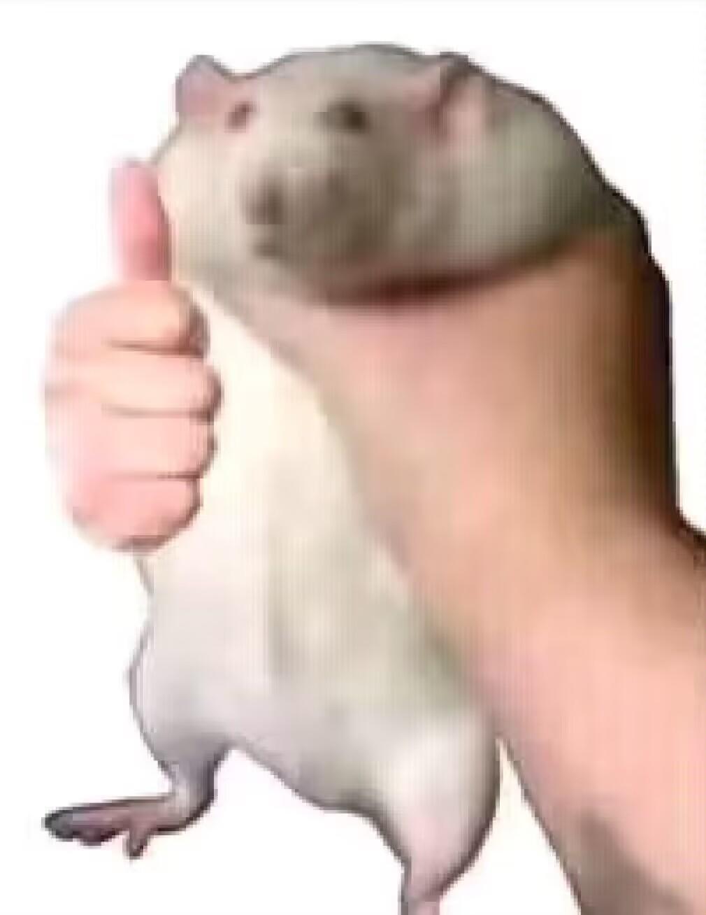 新萌群招人 1