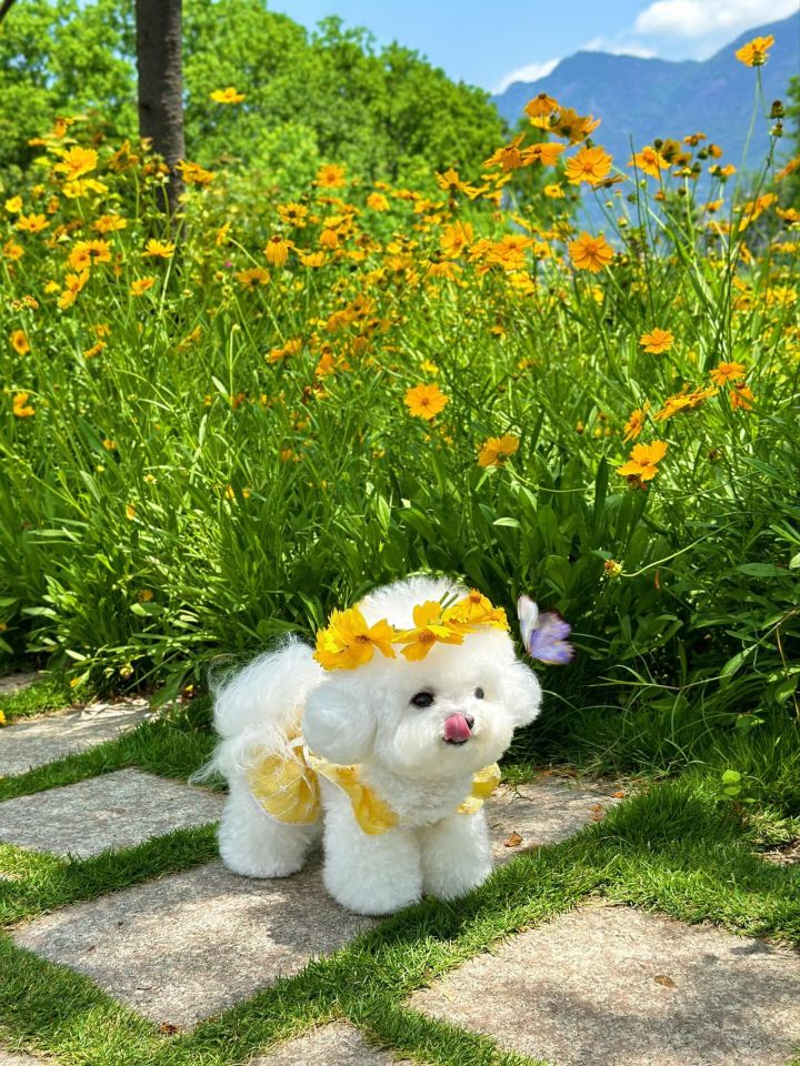 花海遇到一只会戴花环的修勾！白乎乎一团截图
