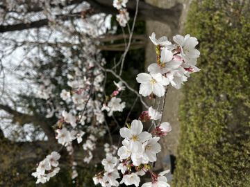 小樱的生日惊喜
