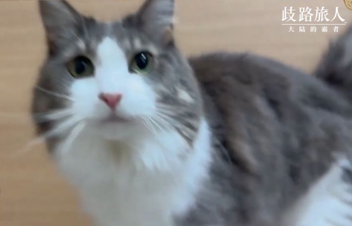 来自SE的原厂祝福!莱拉首次真猫露面上电视,竟然是为了……截图