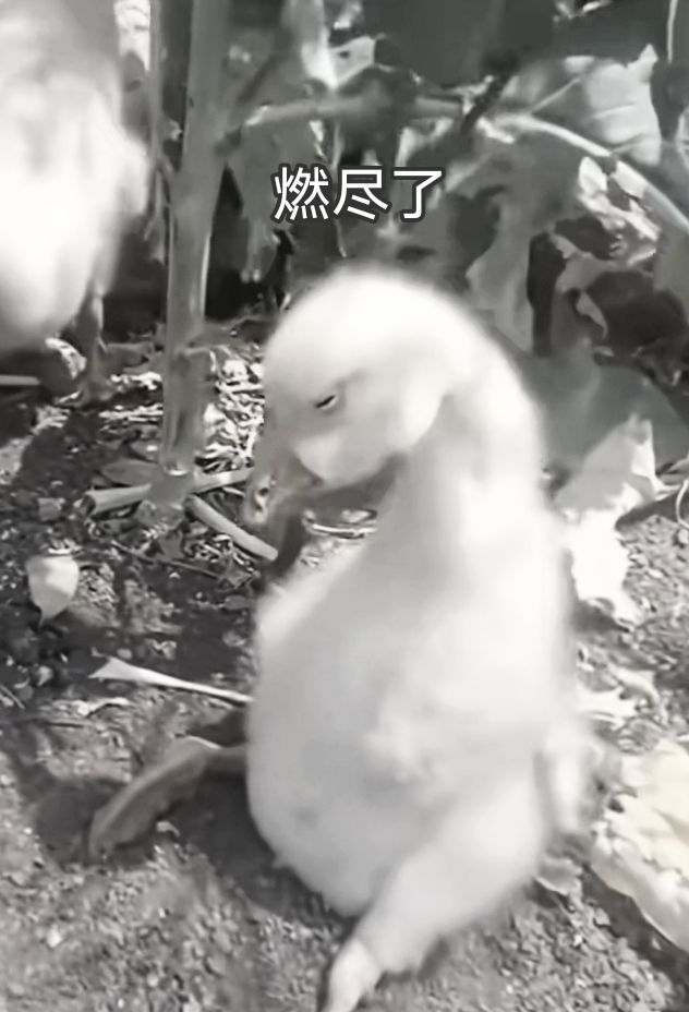 死了 3