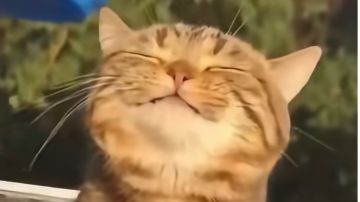 祝江湖诸位三周年快乐！猫猫永存！！我也来写个小作文凑凑热闹